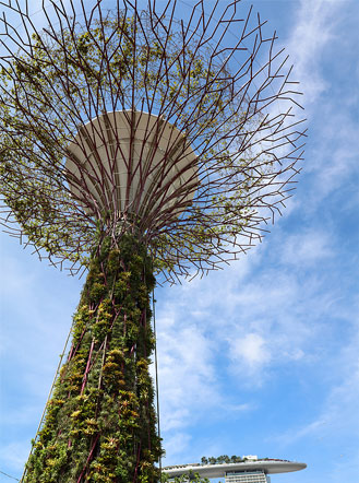 Supertrees of Singapore: beautiful vertical farms. Image courtesy of Bigstock