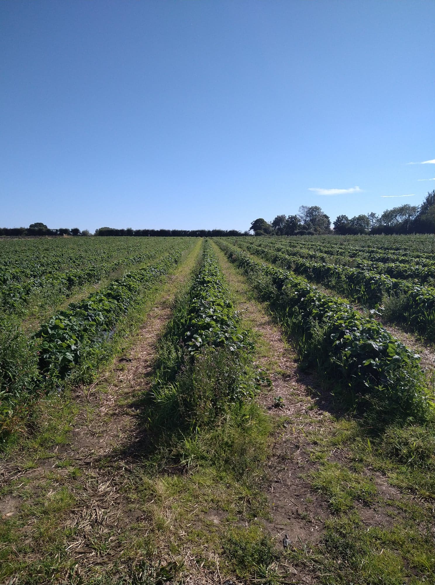 Neat rows of strawberry bushes at Wymeswold fruit farm