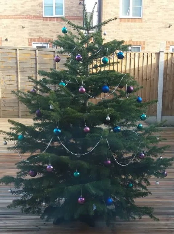 A real Christmas tree adorned with green, blue and purple baubles and silver beads, outside in the sun.