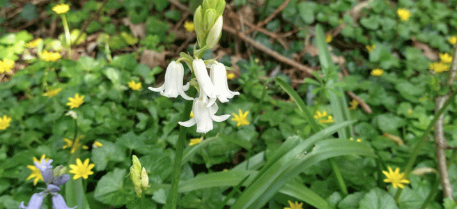 A snowdrop in bloom to a backdrop of foliage, yellow flowers and bluebells.