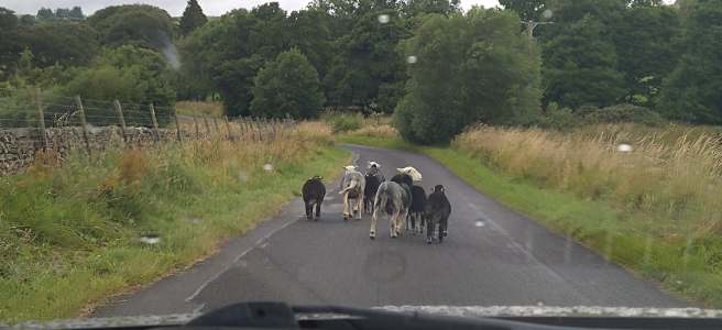 A group of six sheep walking in front of a car in the Lake District.