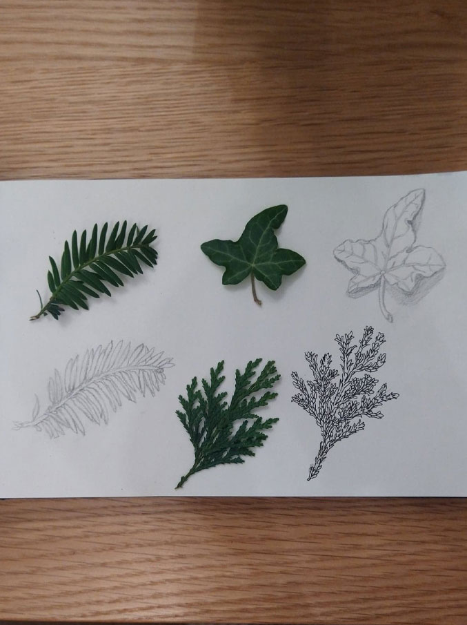 Three bright green leaves on a sketchpad beside drawings of them in pencil and ink.