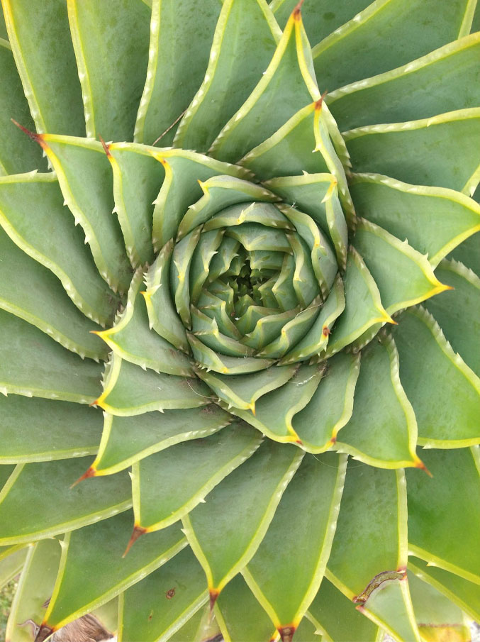 A photo of the middle of a green succulent, spiralling around to create a star shape in the centre.