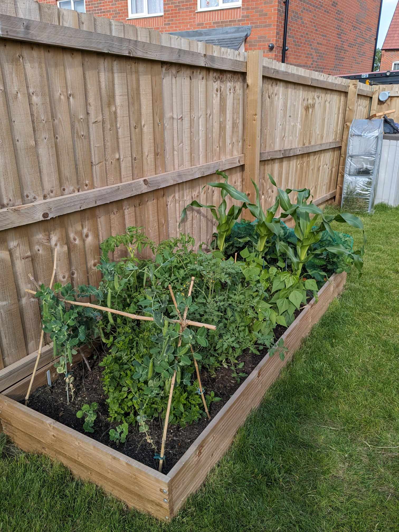 A side shot of my veg patch complete with pea pods, tomato plants, bean plants, corn, and strawberries.