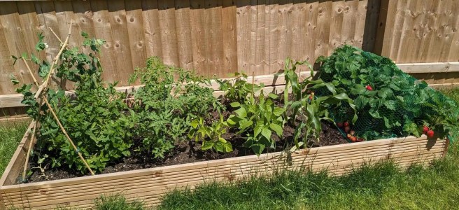 A vegetable patch in the sun, bordered by lawn and fencing. It contains pea pods, tomato plants, bean plants, corn, and strawberries.