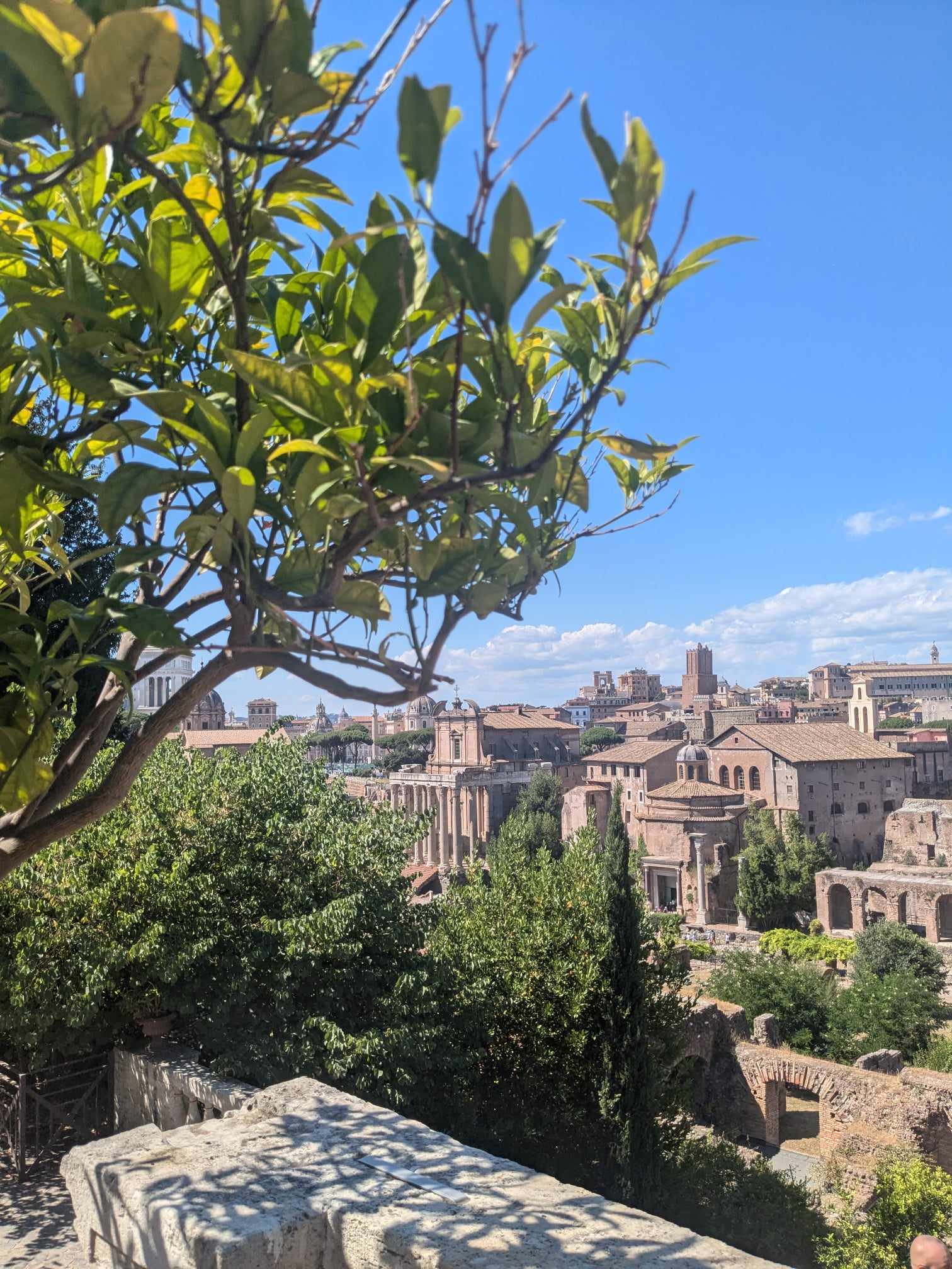 The sunny Roman Forum and other ruins from among tree foliage.