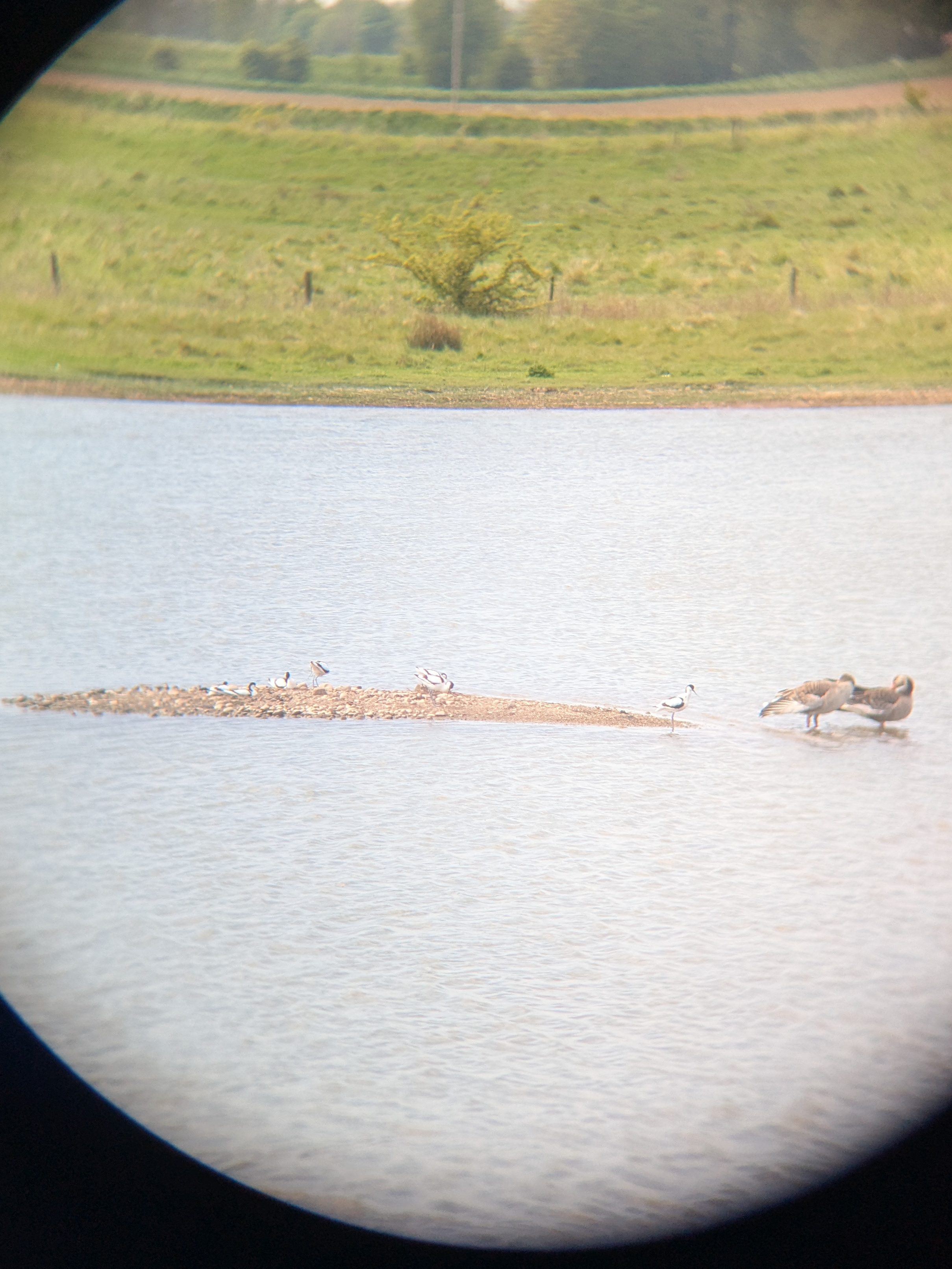 An island in a lake with several black and white pied avocets and Canada geese, through my binoculars.