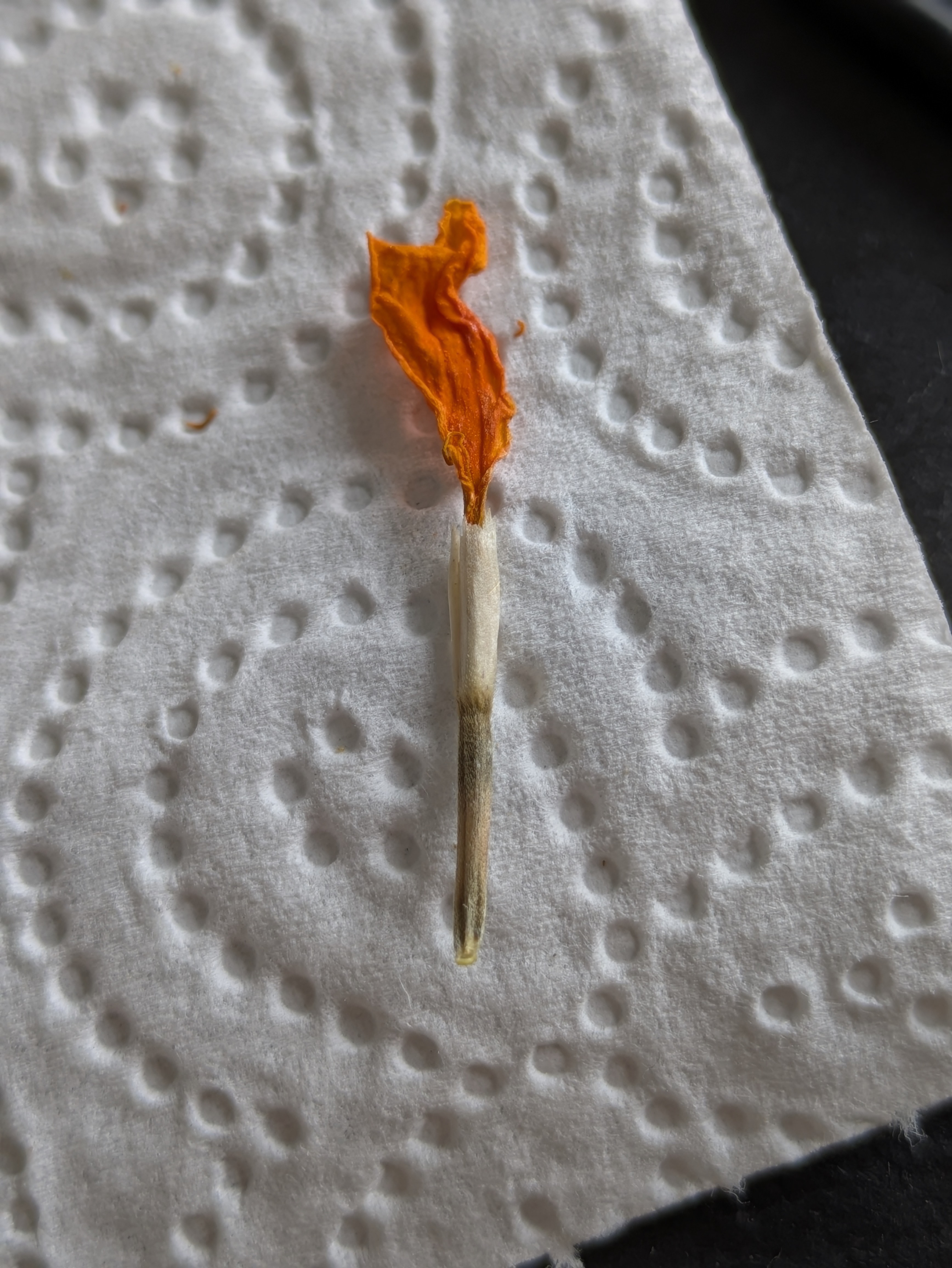 A single, long marigold seed with the dried orange petal at the top - looks like a torch.